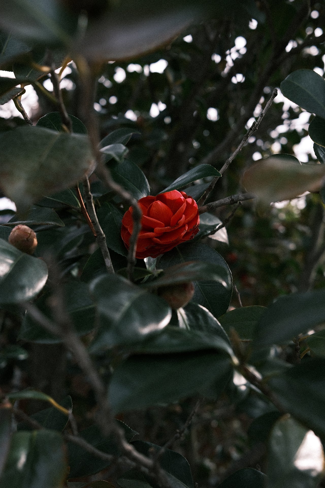 椿の花